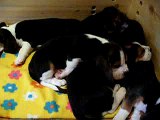 Beagle puppies Mano Unikumas M (6 weeks) and nanny Ateika 2007 05 19