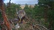 Estonian WTEs ~ Male's 1st attempt to feed chicks, 3rd chick started to hatch, 2016-04-19 11:40