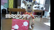 愛犬サンシンちゃん、サンバちゃんの写真集