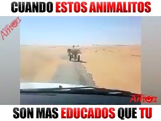 Animales educados