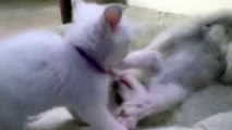 Young Lilac Ragdoll kittens play wrestle.