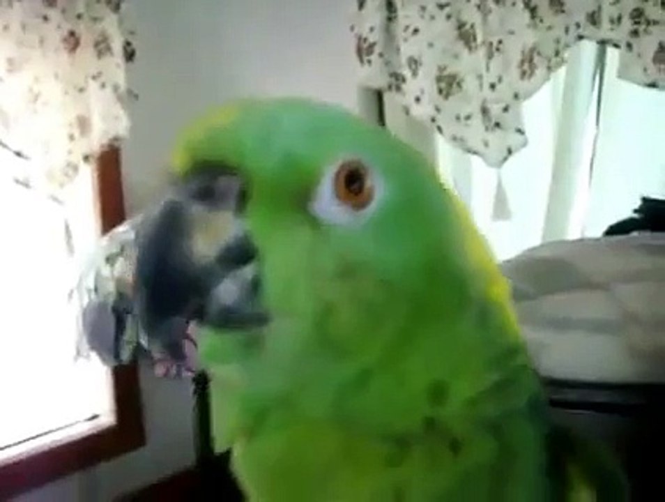 Son perroquet et commence à chanter... Mais lorsque l'oiseau se met à l'imiter, c'est surprenant !