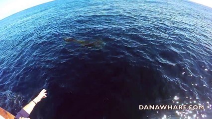 Il plonge dans l'océan avec un couteau pour aider une tortue