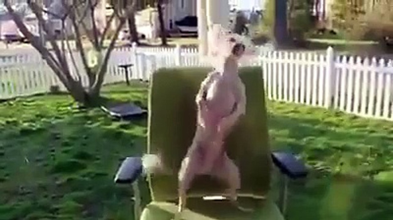 Un chien qui bouge mieux que vous.