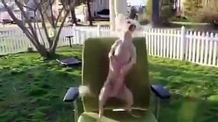 Un chien qui bouge mieux que vous.