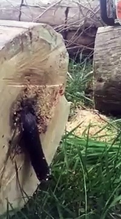 Un homme a une grosse surprise en découpant un arbre !
