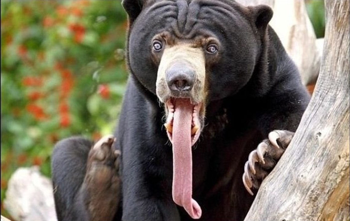 Funny Animals - Videos Compilation 2016 #3