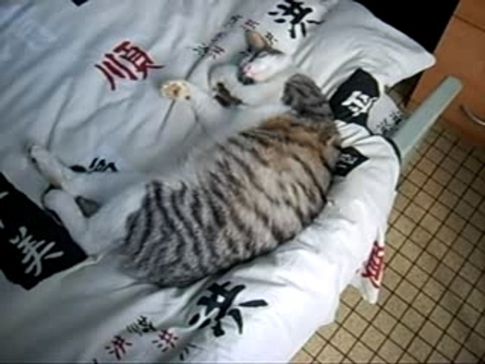 mon chat