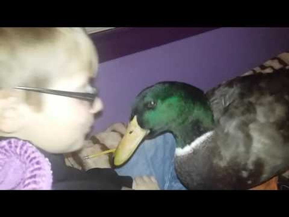 Nibbles the Duck Reads With His Best Friend Jonny