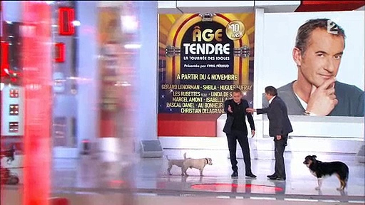 Quand Dechavanne et Drucker parlent de leurs chiens dans "Vivement dimanche", a donne une scène... Surréaliste !