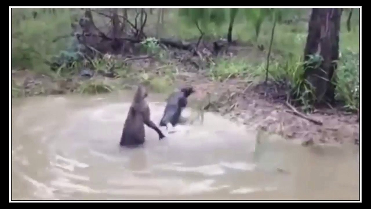 Dog Vs Kangaroo