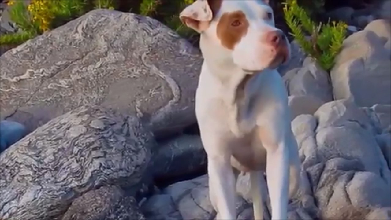 Romantic Pit Bull Red Nose