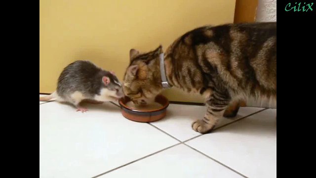 Крыса отбирает молоко у кошки