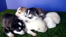 Cachorros Husky Siberiano Criadero Marvel Dogs Aguascalientes Negrito Gruñe