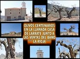 OLIVOS CENTENARIOS EN EL POLIGONO DELARRATE ( LA RIOJA )