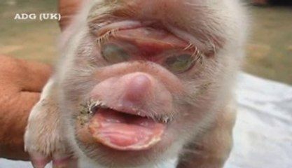 Human & Animal DNA Manipulation is Happening! 2012 watch Video