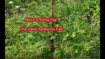Dawn Redwood Trees Explained