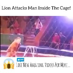 OMG Lion attacks man inside a cage while…