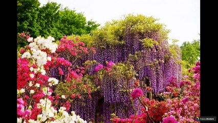 Глициния: 47 иллюстраций нежных цветов