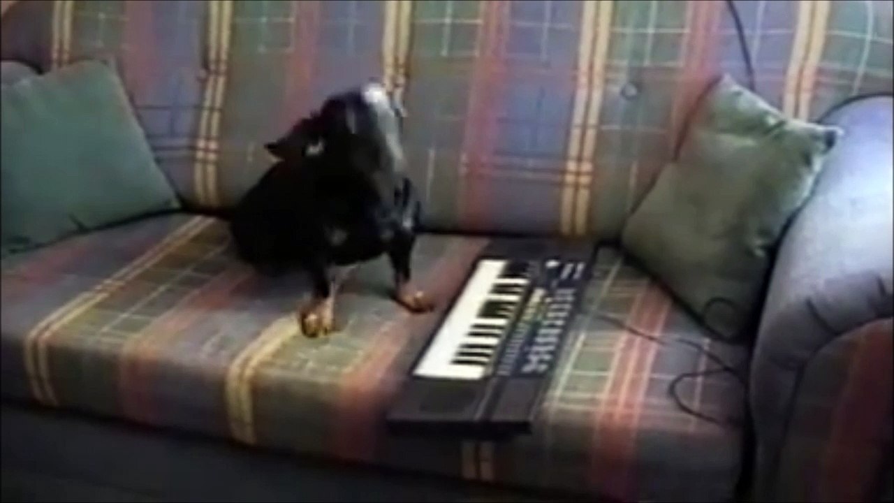 Un chien mélomane et musicien. Quel talent
