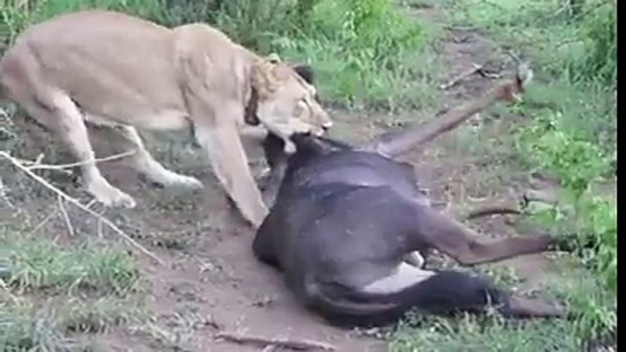 Lion(Ruling Elite) was sucking blood of Stag(Pakistani People).Finally Stag(Pakistani People)made a big push and Lion(Ru