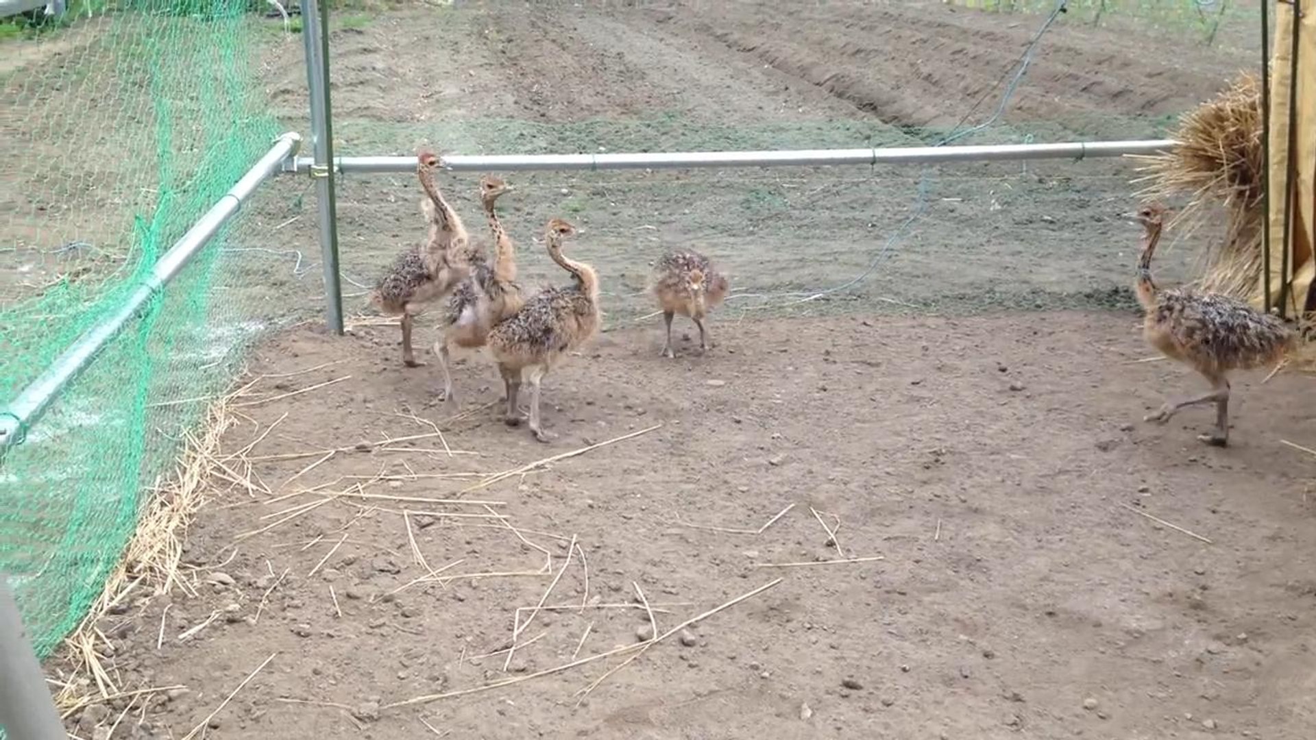 ⁣Running Baby Ostrich