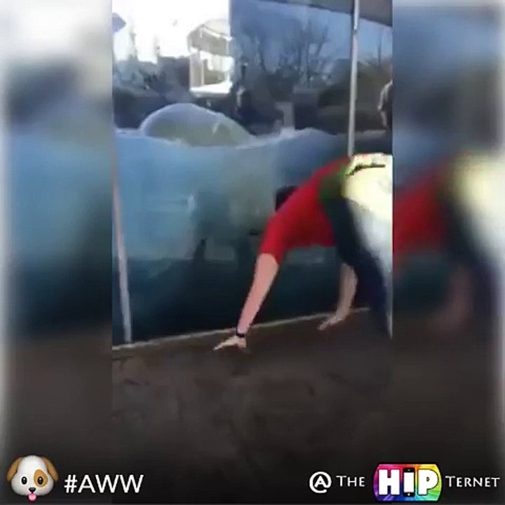 Regardez ce que cet ours polaire fait en même temps que l'homme qui fait ses pompes