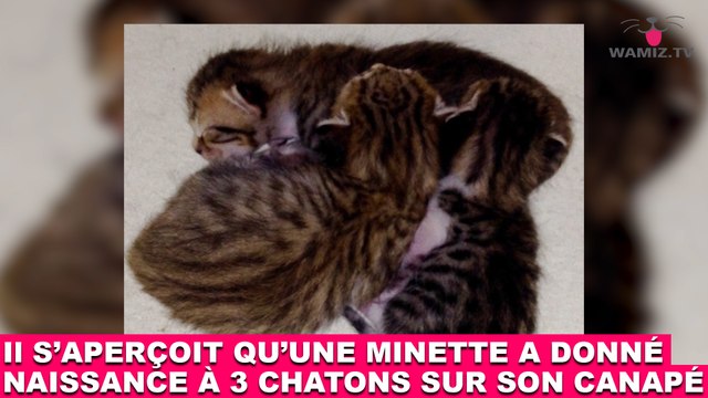 Il s'aperçoit qu'une minette a donné naissance à 3 chatons sur son canapé ! Maintenant dans la Minute Chat #198 !