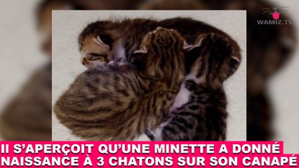 Il s'aperçoit qu'une minette a donné naissance à 3 chatons sur son canapé ! Maintenant dans la Minute Chat #198 !