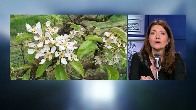 Coup de froid: les arboriculteurs inquiets