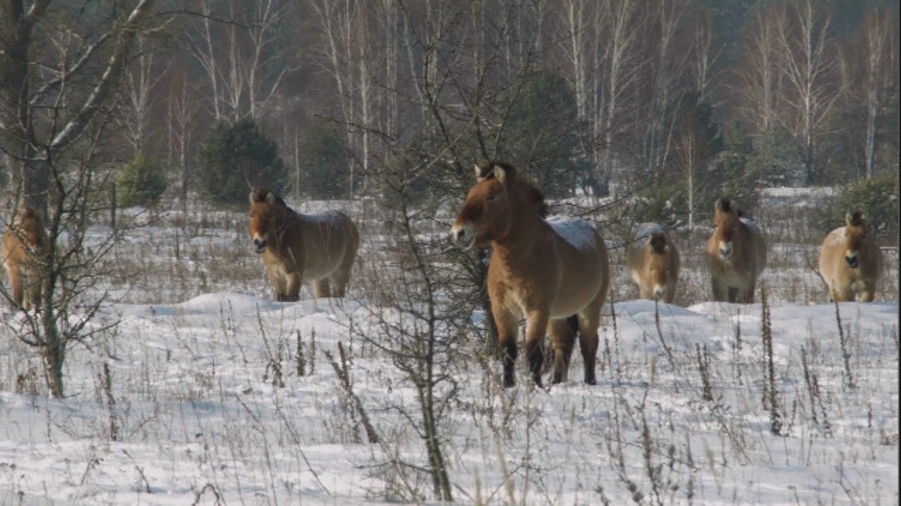 Tchernobyl est devenue une réserve d'animaux sauvages