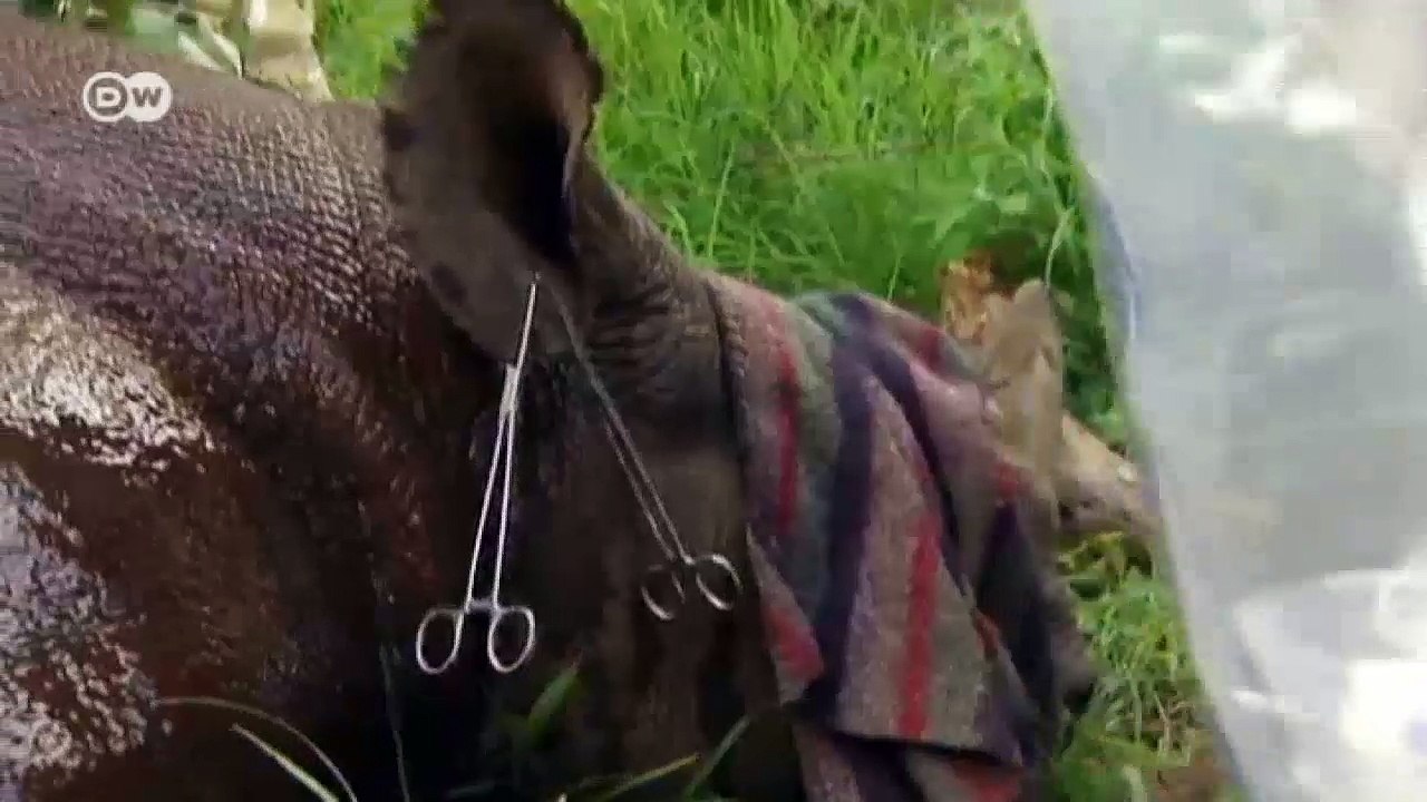 Can replica horns help to save rhinos? | Tomorrow Today