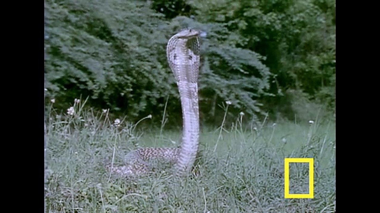 Cobra vs. Mongoose