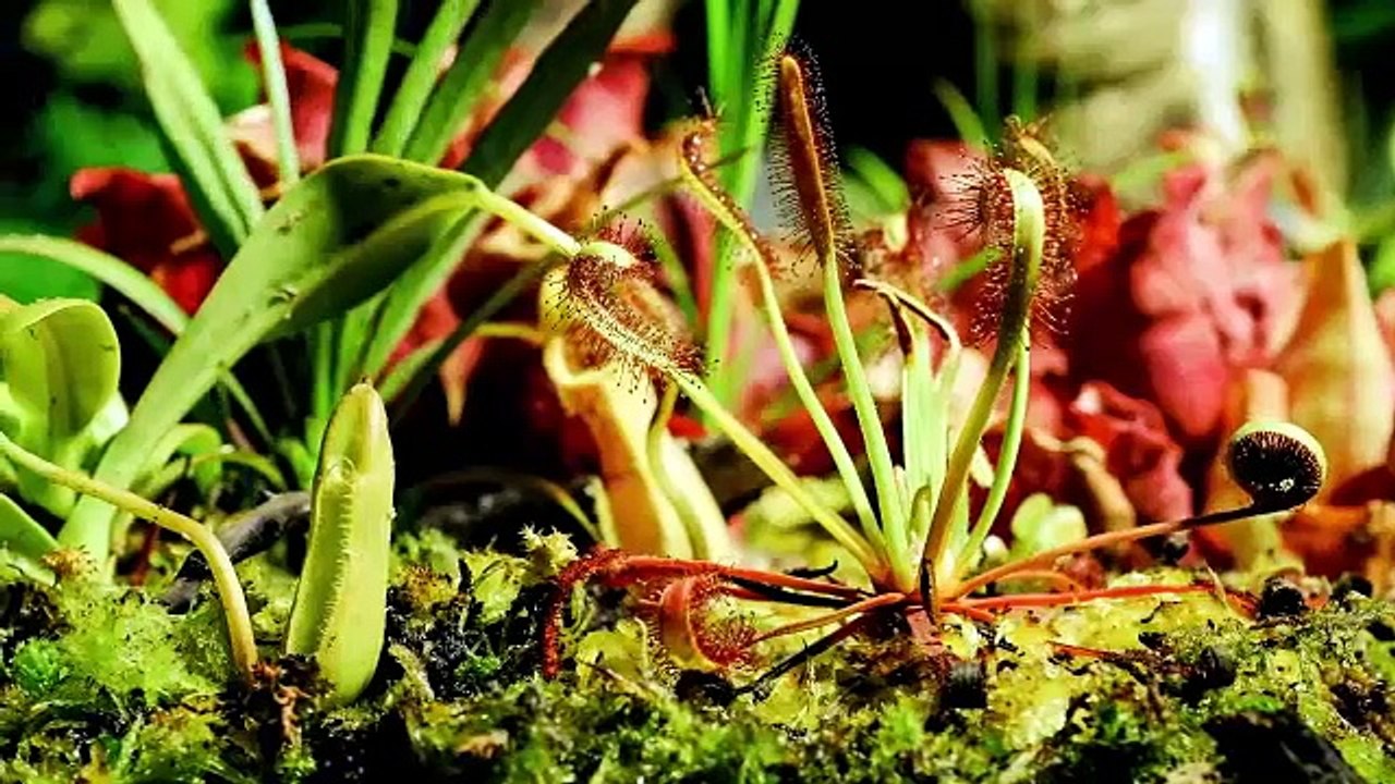 Eerie Time-Lapse of Bug-Eating Plants