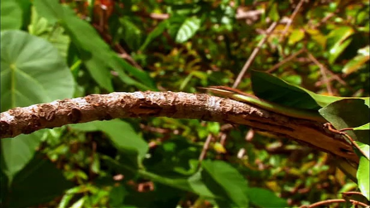 World's Weirdest Flying Dragon