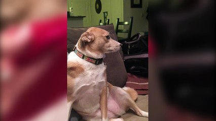 Guilty Dog Won't Admit to Destruction - Funny Animals Channel