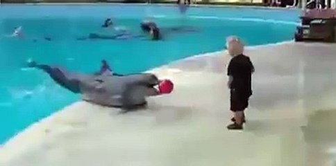 Dolphin and a boy playing with a ball...