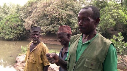 آخر الفيلة في نيجيريا مهددة بسبب الصيد غير القانوني