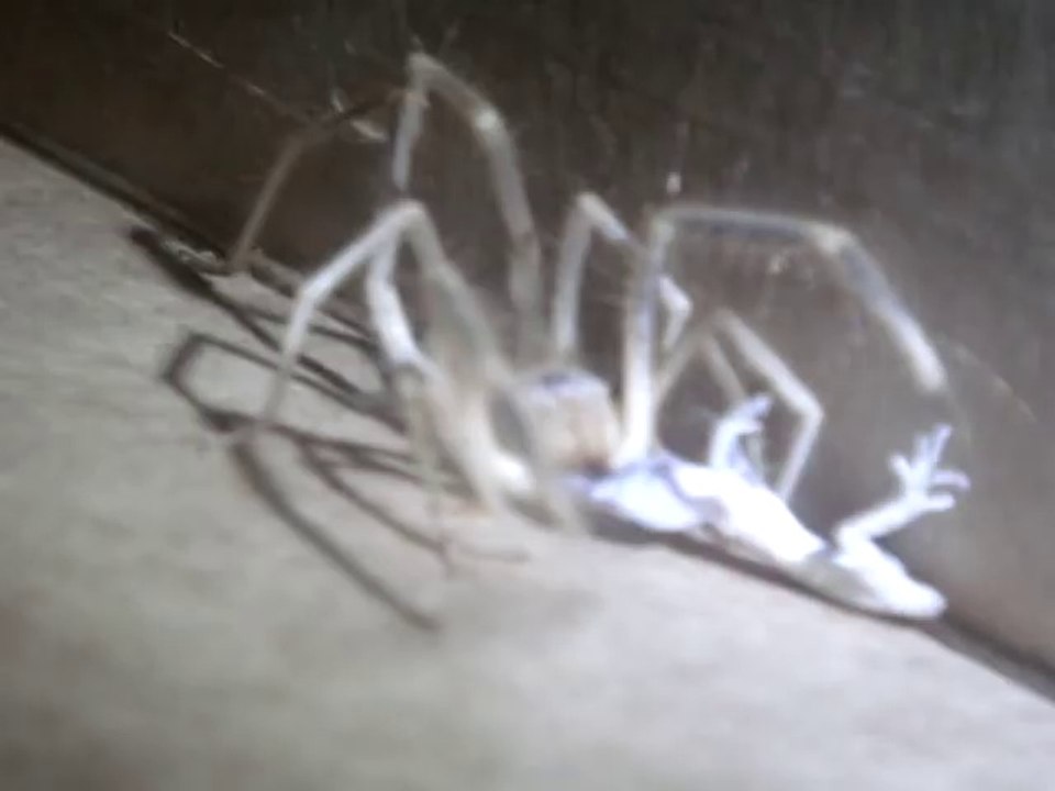 Une araignée géante mange un lézard entier en Irak !