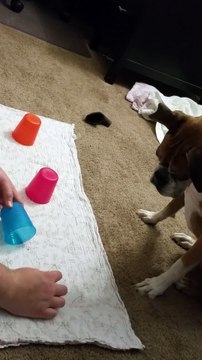 Il joue à cacher le bonbon de son chien sous des gobelets