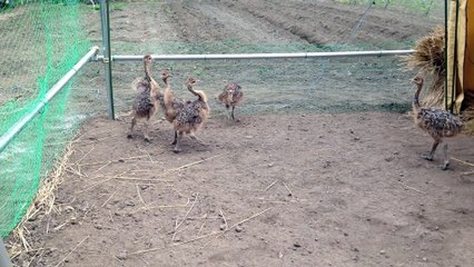 Des bébés autruches courent dans leur enclos et c'est trop chou