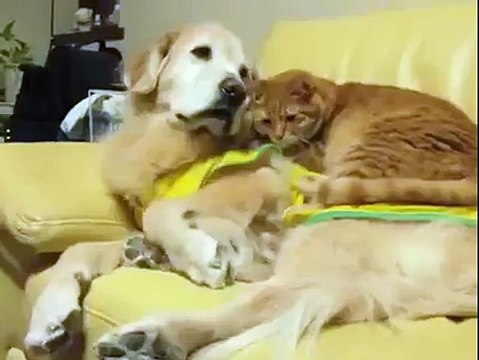 Comme chien et chat... Petite sieste entre potes