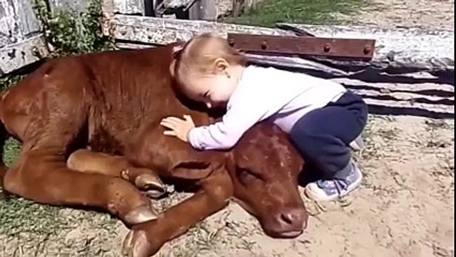 Belle amitié entre un bébé et un veau. Trop mignon