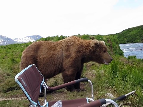 Quand un ours vient s'asseoir à coté de toi, tranquille! Flippant....