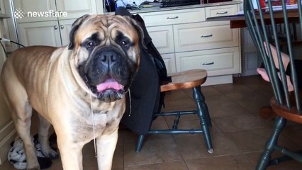 Man recycles dog slobber