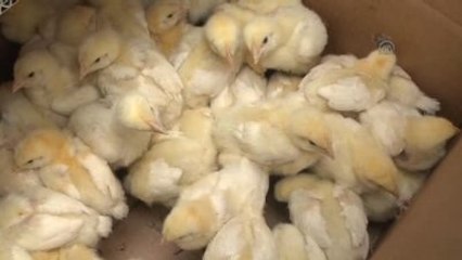 Çiftçilere Tavuk ve Hindi Dağıtıldı