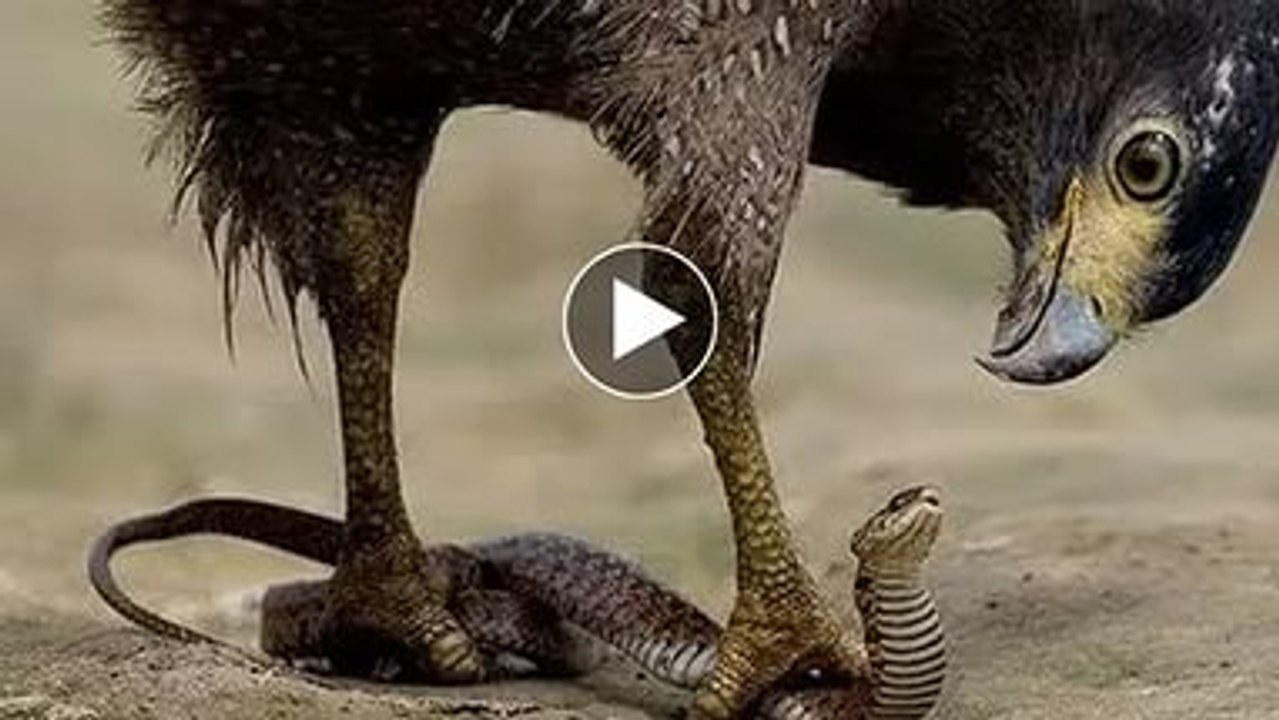 Eagle hunting Cobra