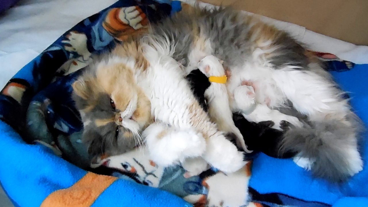 mes 6 jolis bébés nés le 24 Avril 2016