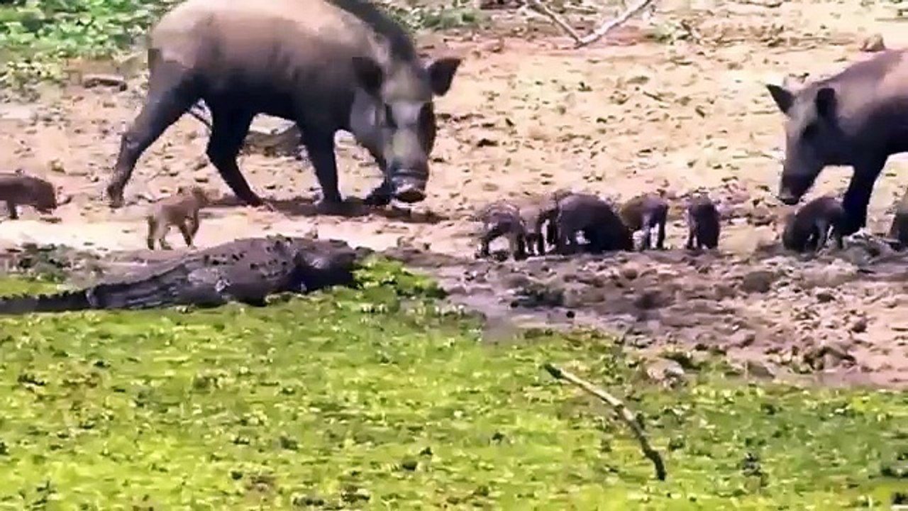 Animals fight- Buffalo, Giraffe with lion