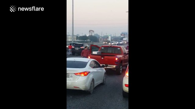 Dog on the loose stops traffic on a motorway